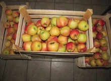 Centar Stančić donirao jabuke