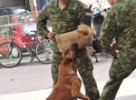 Demonstracija rada službenih pasa